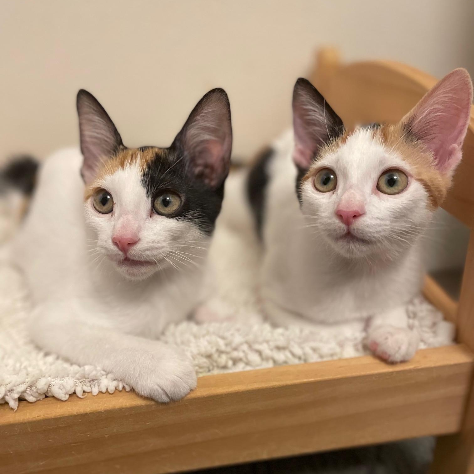 Blossom, a ADOPTABLE Calico in Honolulu, HI image 2/6