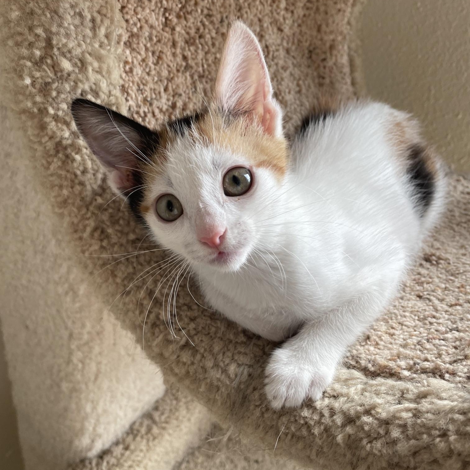 Blossom, a ADOPTABLE Calico in Honolulu, HI image 4/6