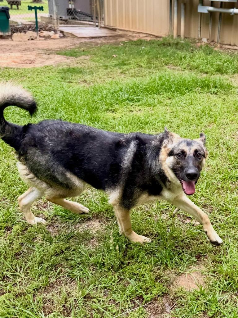 Mika-Sasha, Adoptable, Young Female German Shepherd Dog.