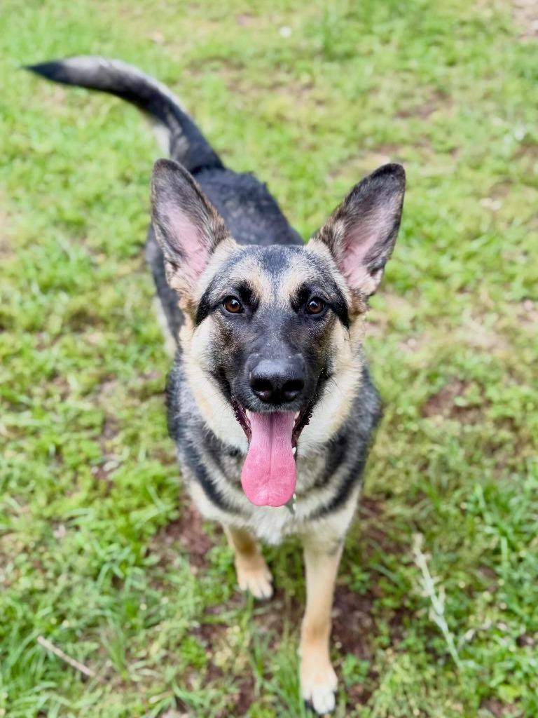 Enlarge Mika-Sasha, a Adoptable German Shepherd Dog in Nacogdoches, TX image 2/5