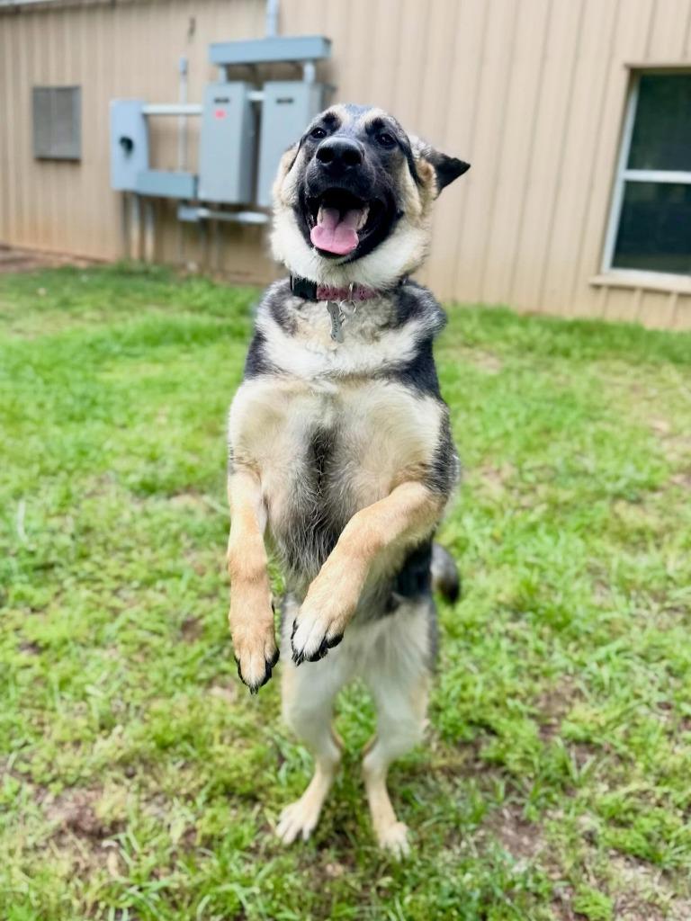 Enlarge Mika-Sasha, a Adoptable German Shepherd Dog in Nacogdoches, TX image 3/5