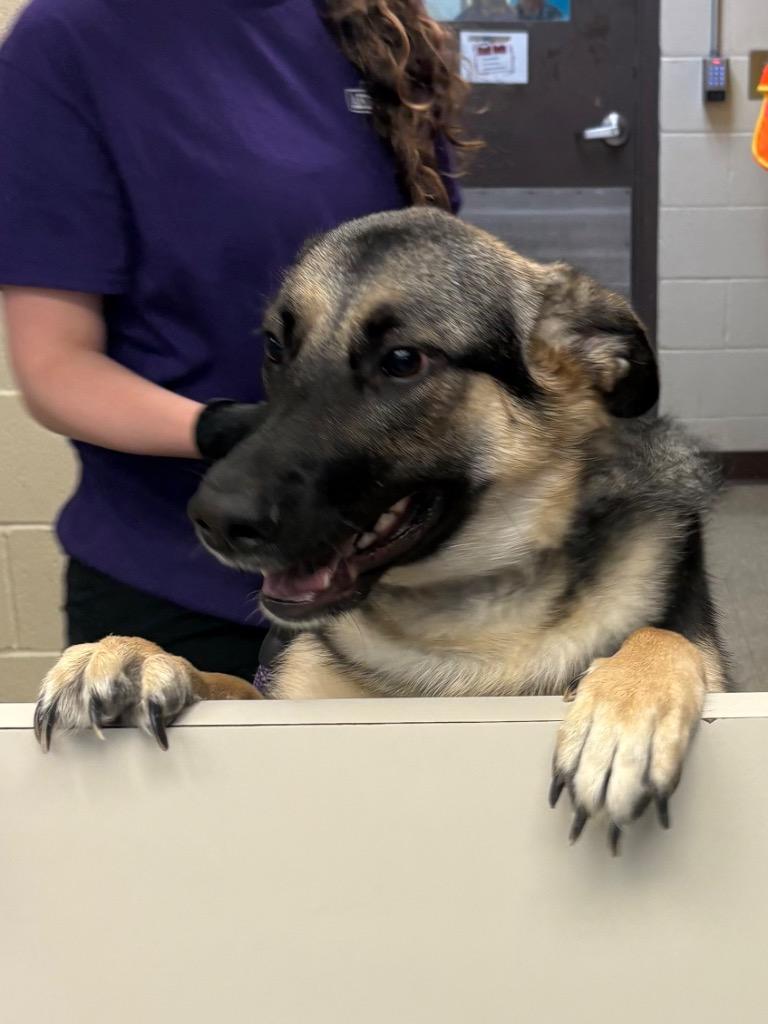 Enlarge Mika-Sasha, a Adoptable German Shepherd Dog in Nacogdoches, TX image 4/5