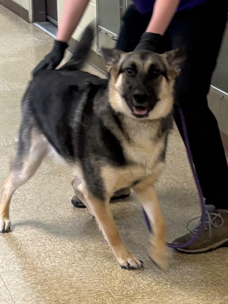 Enlarge Mika-Sasha, a Adoptable German Shepherd Dog in Nacogdoches, TX image 5/5