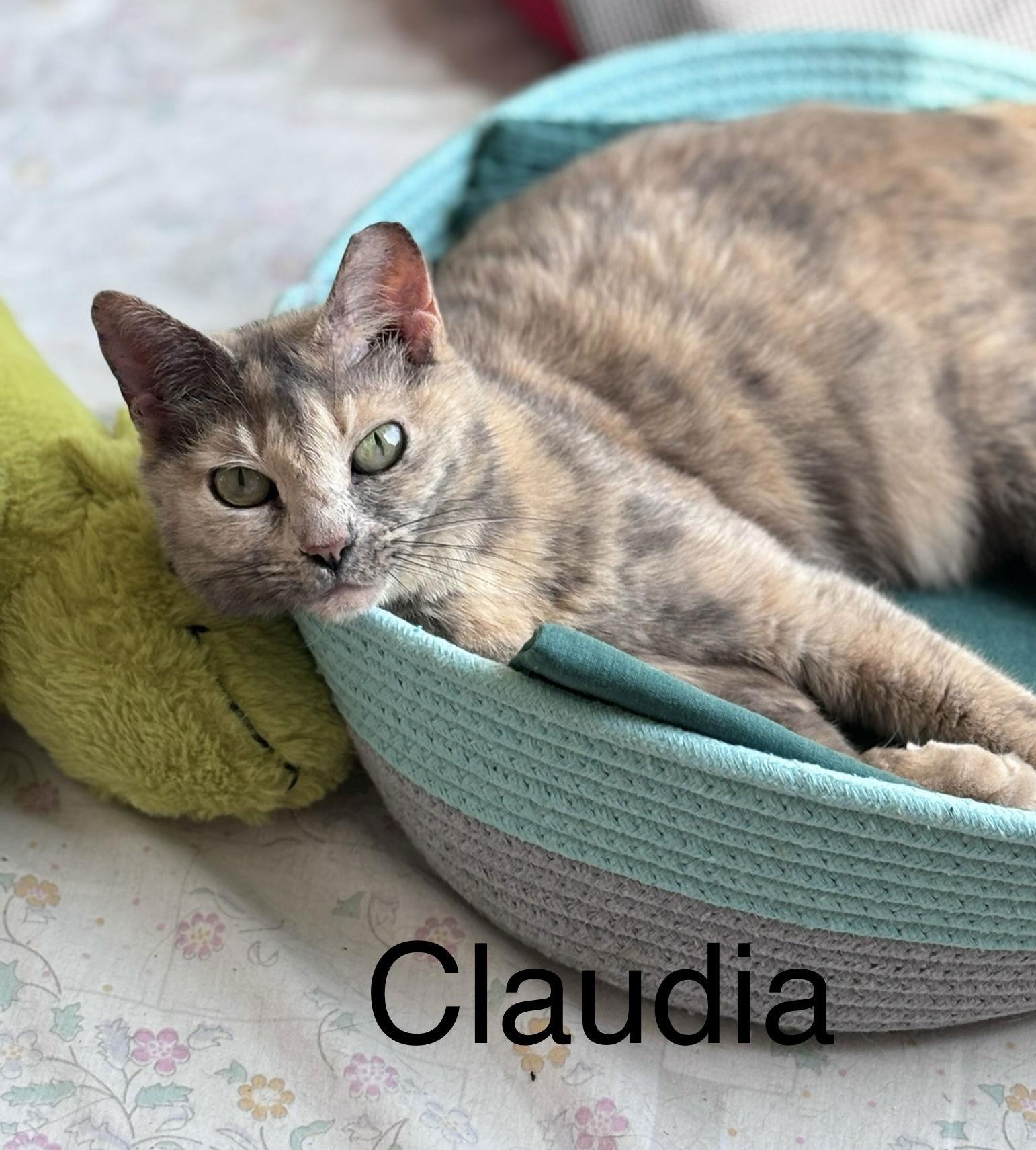 Enlarge Claudia, a Adoptable mixed breed in West Palm Beach, FL image 1/6
