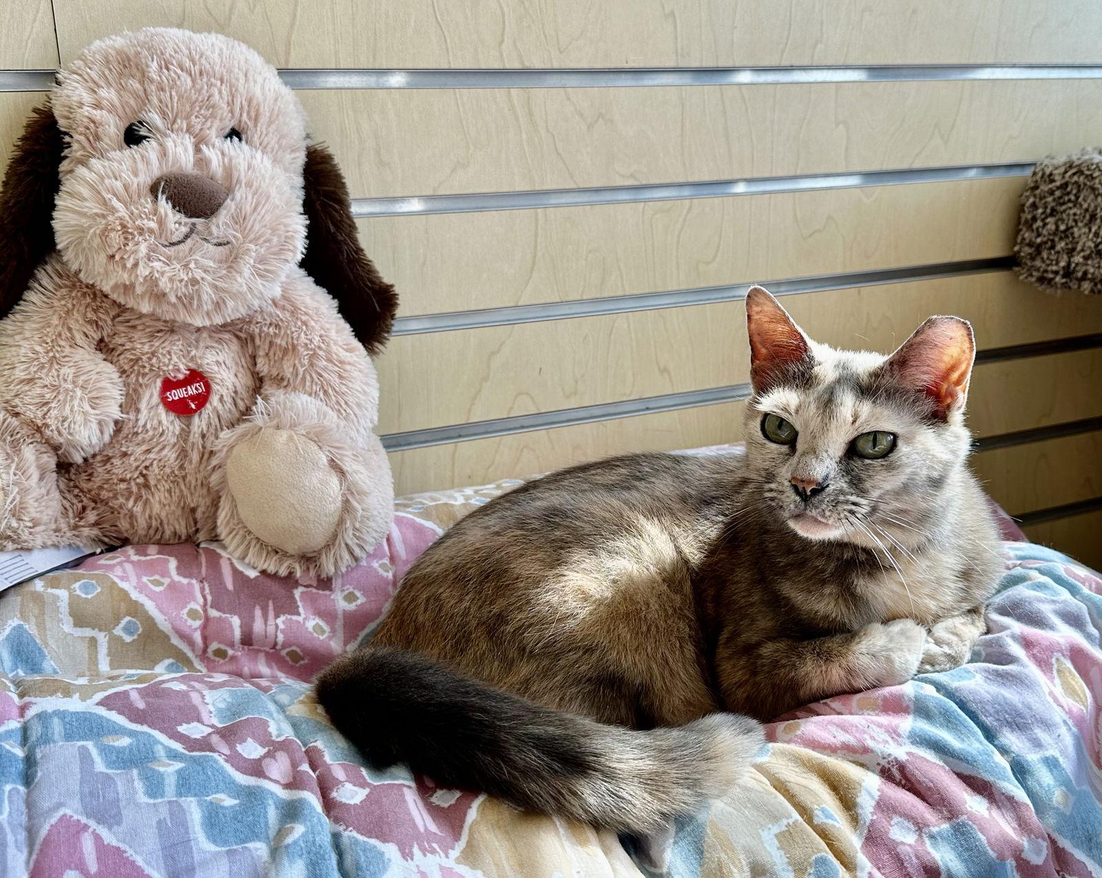 Claudia, Adoptable, Adult Female Domestic Short Hair & Tortoiseshell.