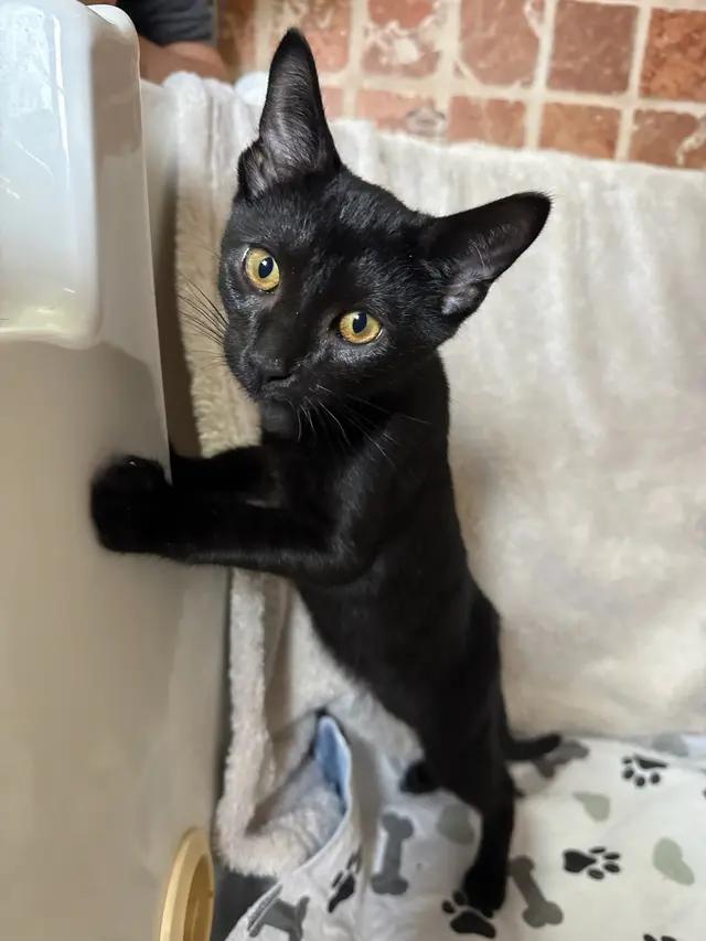 Reggie, Adoptable, Young Male Domestic Short Hair.