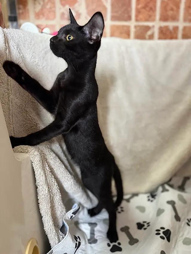 Enlarge Reggie, a Adoptable Domestic Short Hair in North Babylon, NY image 2/6