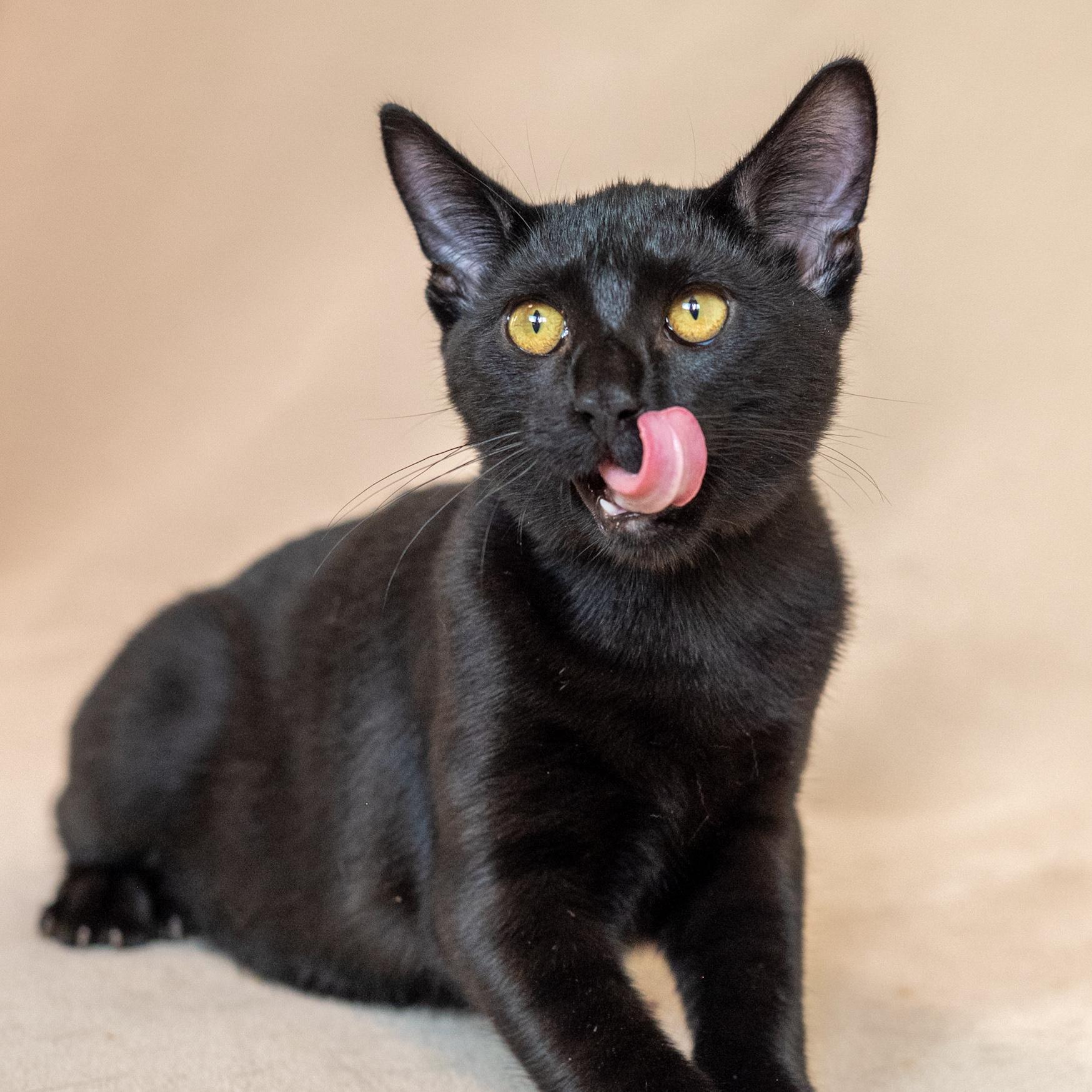 Enlarge Reggie, a Adoptable Domestic Short Hair in North Babylon, NY image 3/6