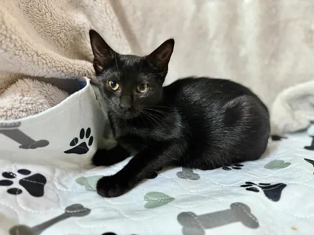 Enlarge Reggie, a Adoptable Domestic Short Hair in North Babylon, NY image 4/6