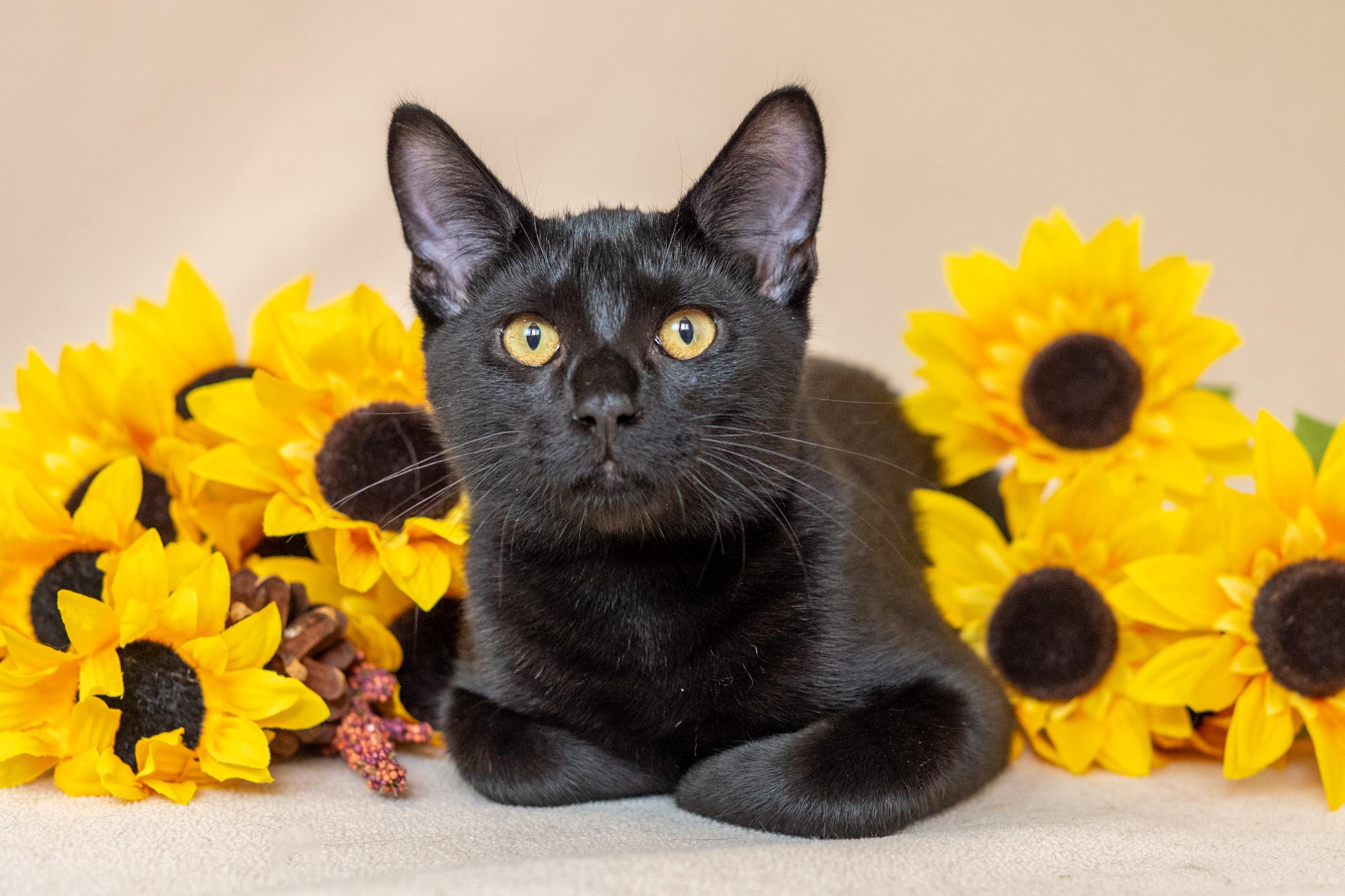 Enlarge Reggie, a Adoptable Domestic Short Hair in North Babylon, NY image 6/6