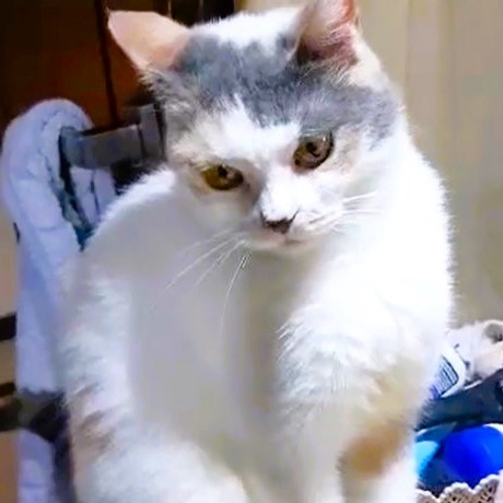 Fosters needed - GTA (Toronto, Ontario and surrounding area in Canada), a Adoptable mixed breed in Mississauga, ON image 4/6