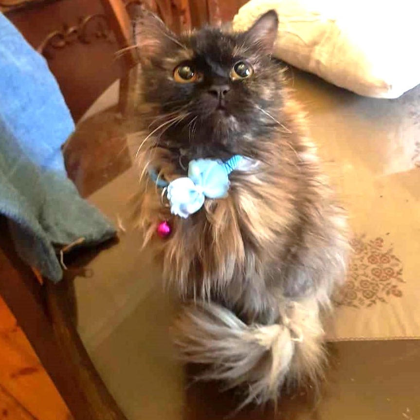 Fosters needed - GTA (Toronto, Ontario and surrounding area in Canada), a Adoptable mixed breed in Mississauga, ON image 1/6