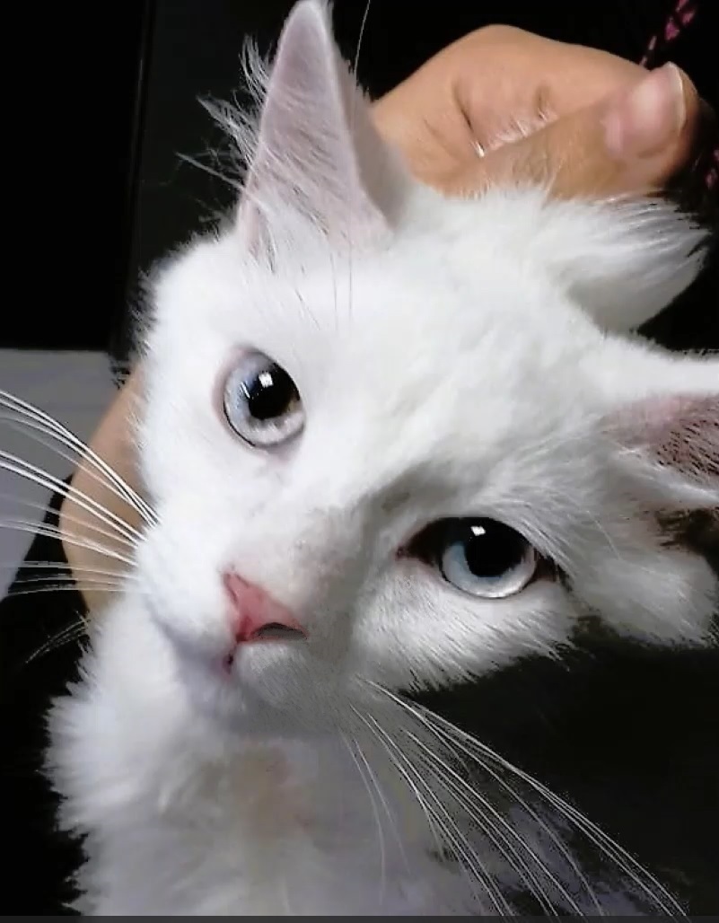 Fosters needed - GTA (Toronto, Ontario and surrounding area in Canada), a Adoptable mixed breed in Mississauga, ON image 5/6