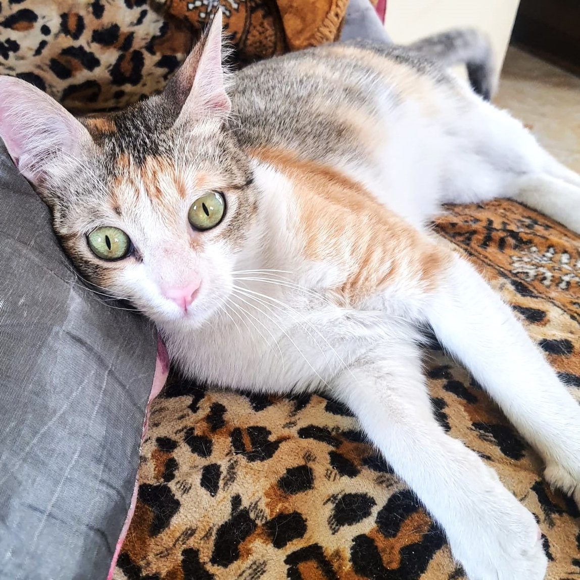 Fosters needed - GTA (Toronto, Ontario and surrounding area in Canada), a Adoptable mixed breed in Mississauga, ON image 3/6