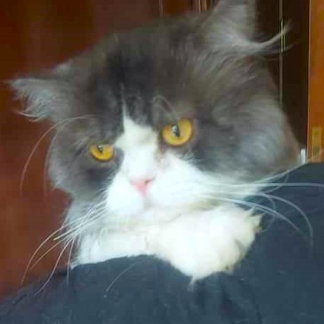 Fosters needed - GTA (Toronto, Ontario and surrounding area in Canada), a Adoptable mixed breed in Mississauga, ON image 2/6