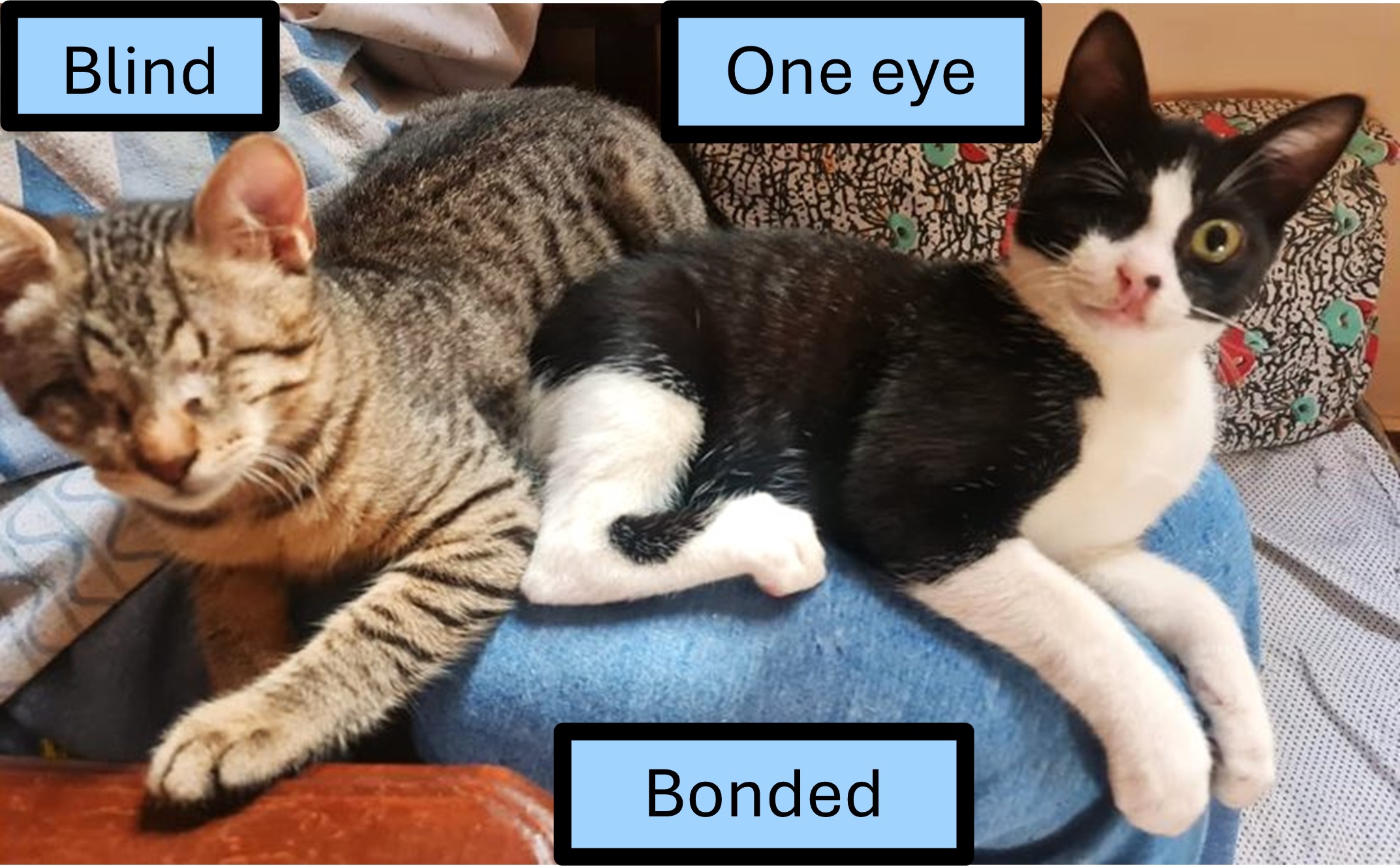 Fosters needed - GTA (Toronto, Ontario and surrounding area in Canada), a Adoptable mixed breed in Mississauga, ON image 6/6