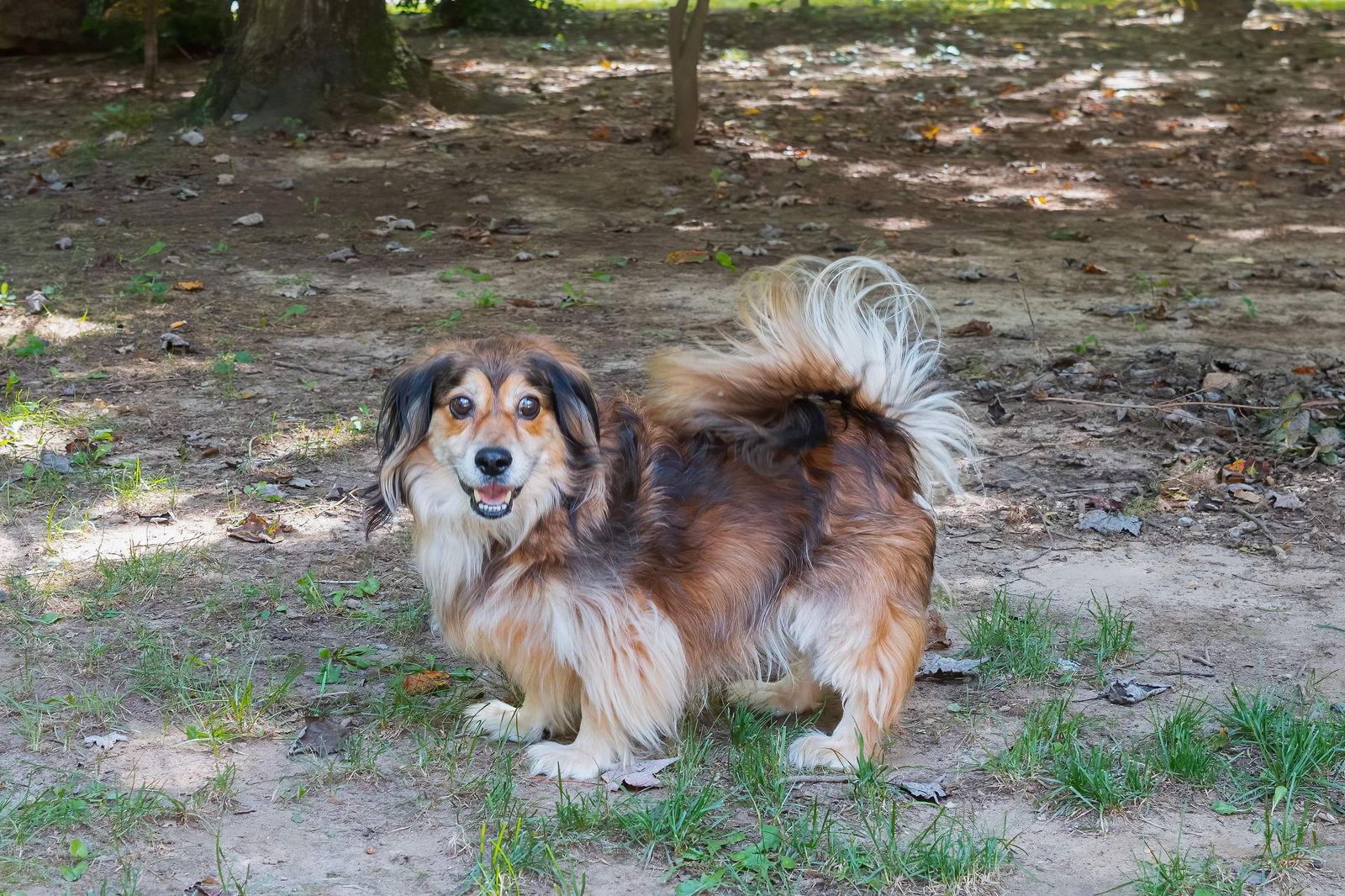 Moko, Adoptable, Young Male Dachshund & Beagle.