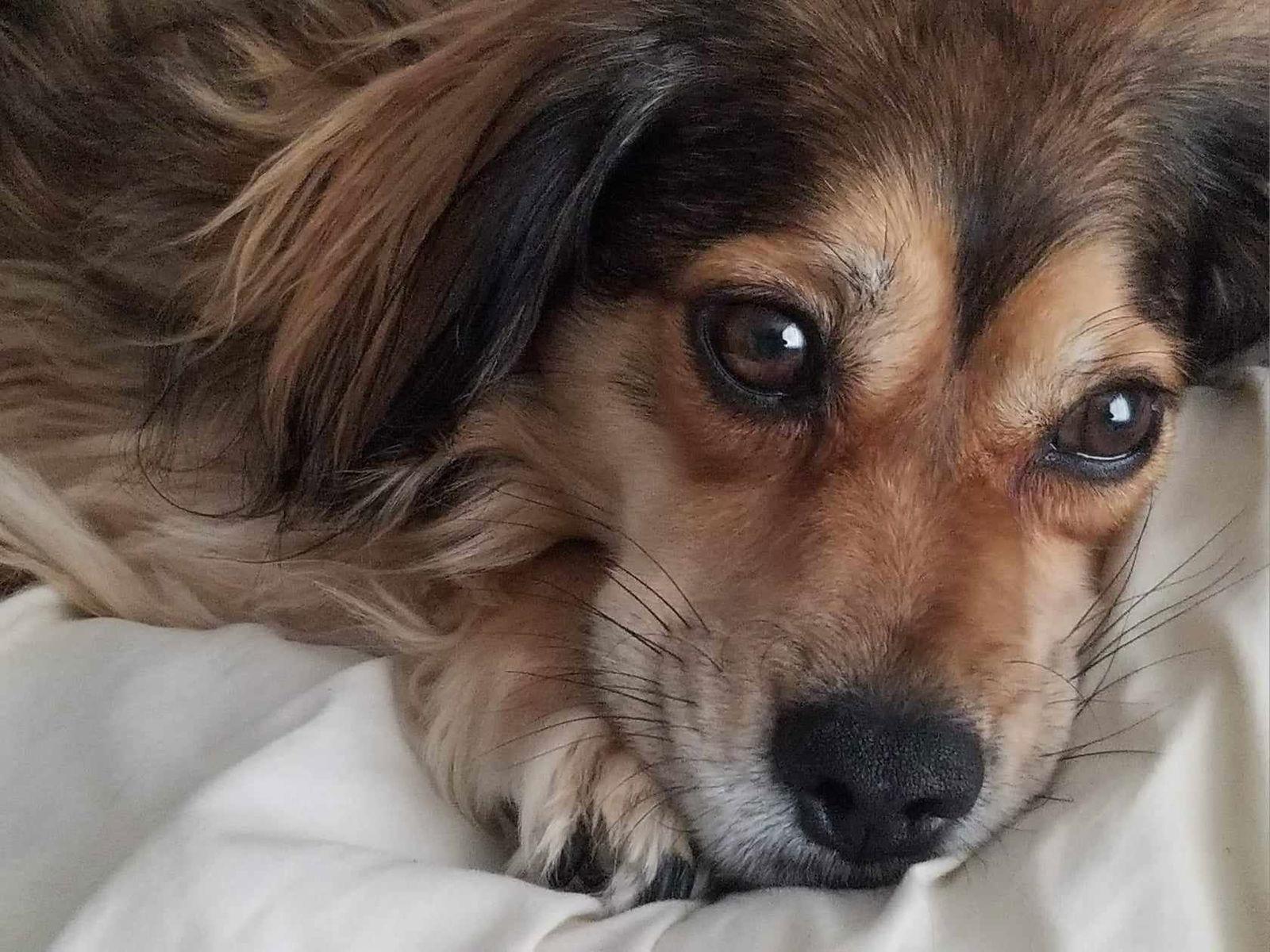 Moko, a Adoptable mixed breed in Lewistown, PA image 2/3