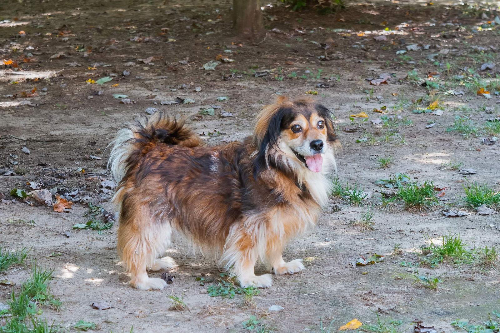 Moko, a Adoptable mixed breed in Lewistown, PA image 3/3