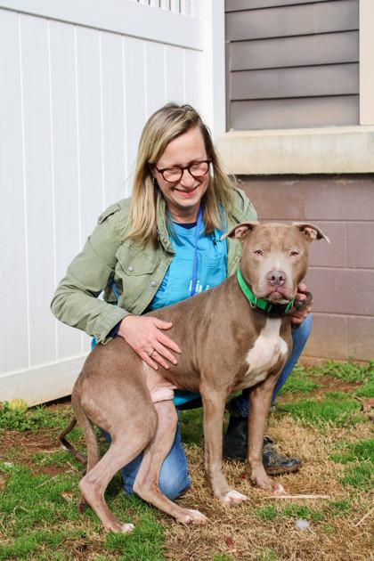 Enlarge Channing T (in foster), a Adoptable mixed breed in Atlanta, GA image 1/3