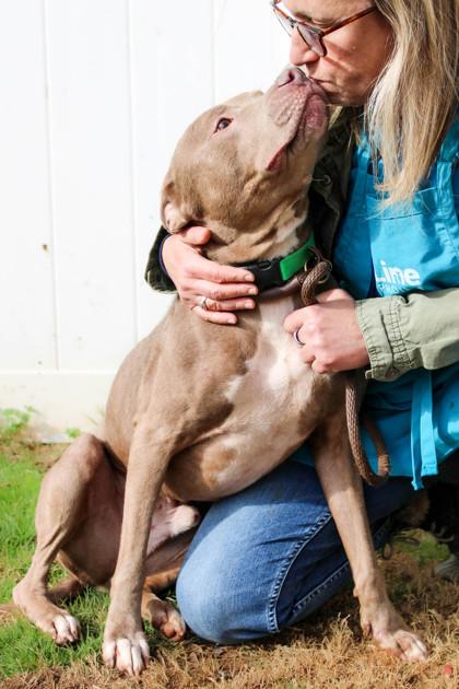 Enlarge Channing T (in foster), a Adoptable mixed breed in Atlanta, GA image 3/3