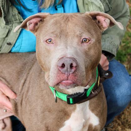 Enlarge Channing T (in foster), a Adoptable mixed breed in Atlanta, GA image 2/3