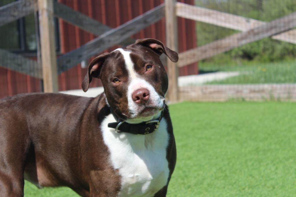 Buc-ee, a ADOPTABLE Pit Bull Terrier in Chestertown, MD image 2/5