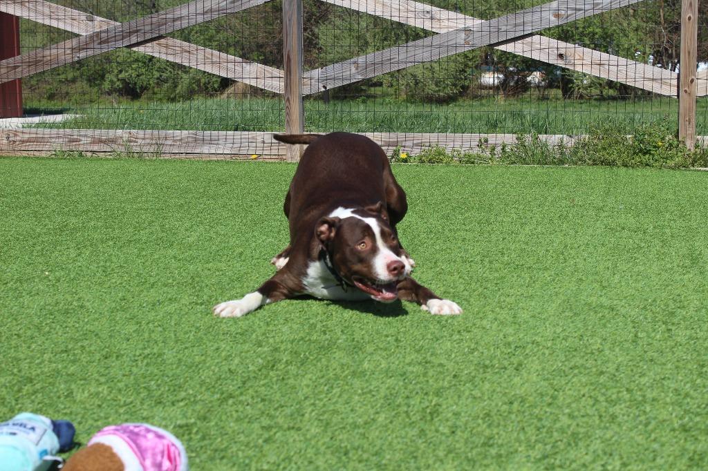 Buc-ee, a ADOPTABLE Pit Bull Terrier in Chestertown, MD image 5/5