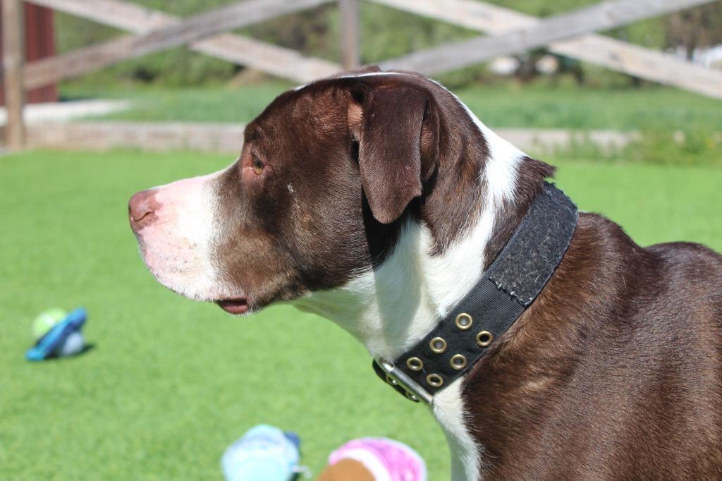 Buc-ee, a ADOPTABLE Pit Bull Terrier in Chestertown, MD image 4/5
