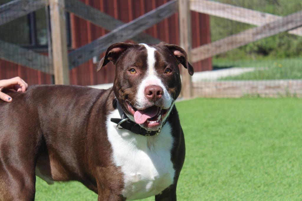 Buc-ee, a ADOPTABLE Pit Bull Terrier in Chestertown, MD image 3/5