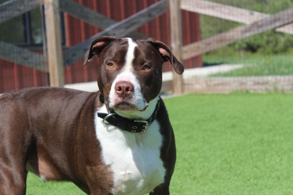 Buc-ee, a ADOPTABLE Pit Bull Terrier in Chestertown, MD image 1/5