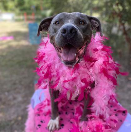 Enlarge Raven, a Adoptable Mixed Breed in Covington, LA image 1/3