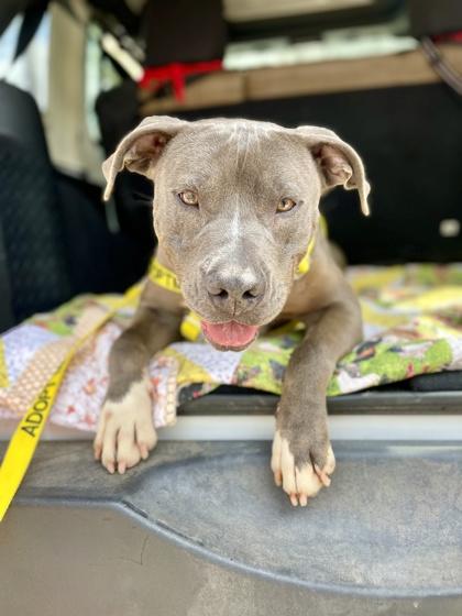 Enlarge Raven, a Adoptable Mixed Breed in Covington, LA image 2/3