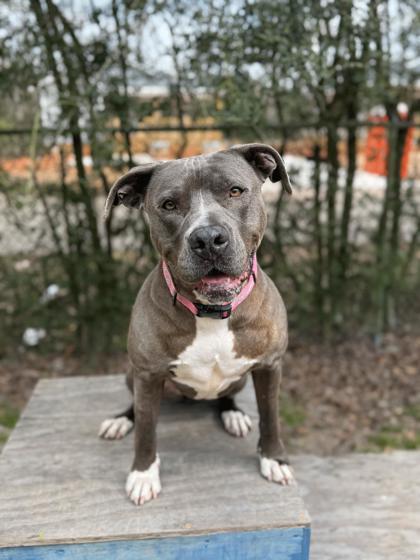 Enlarge Raven, a Adoptable Mixed Breed in Covington, LA image 3/3