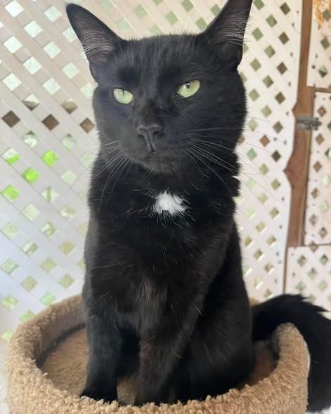 Enlarge Squeakers, a Adoptable mixed breed in Berlin, MD image 2/2