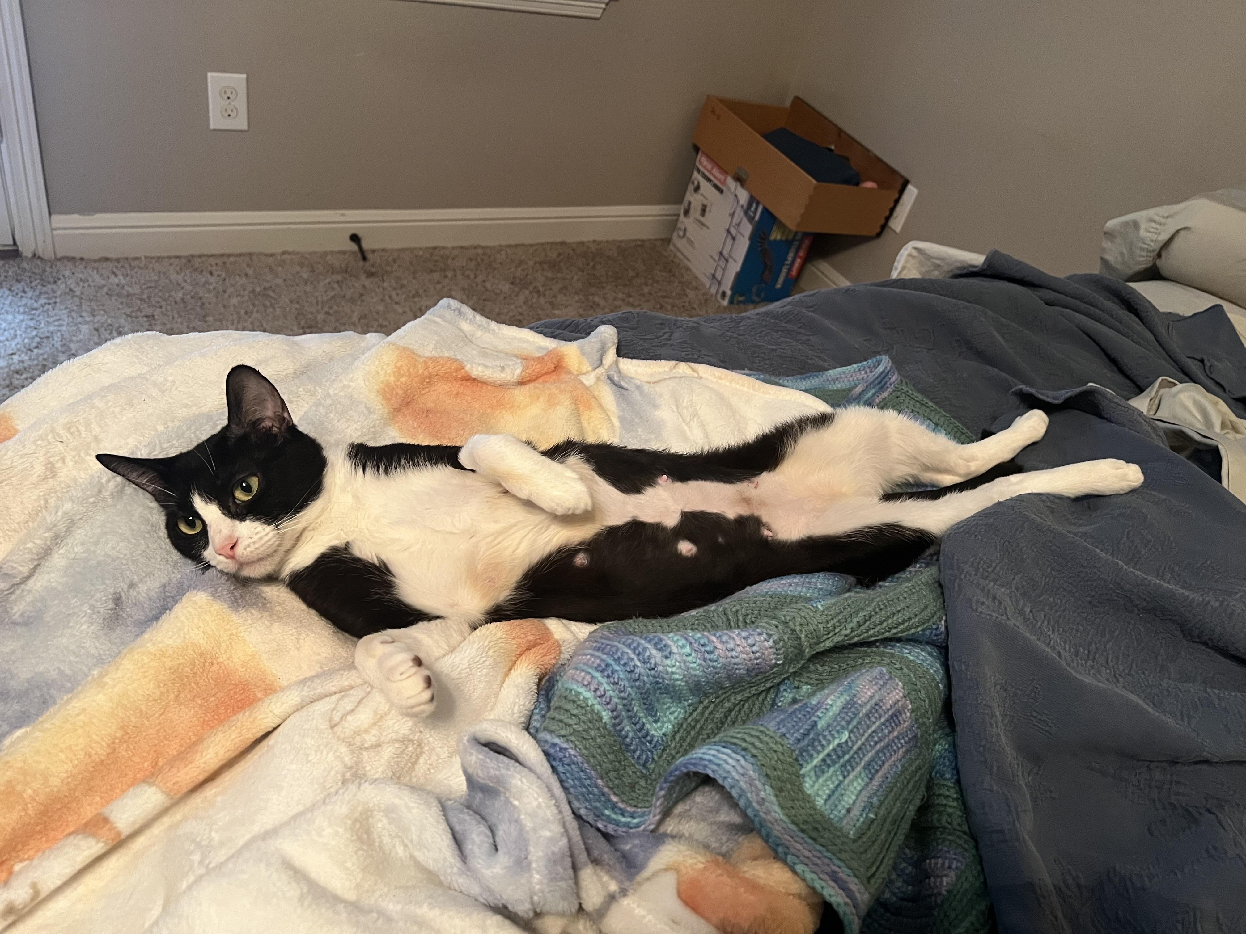 Enlarge Clementine, a Adoptable American Shorthair in Kent, WA image 3/6