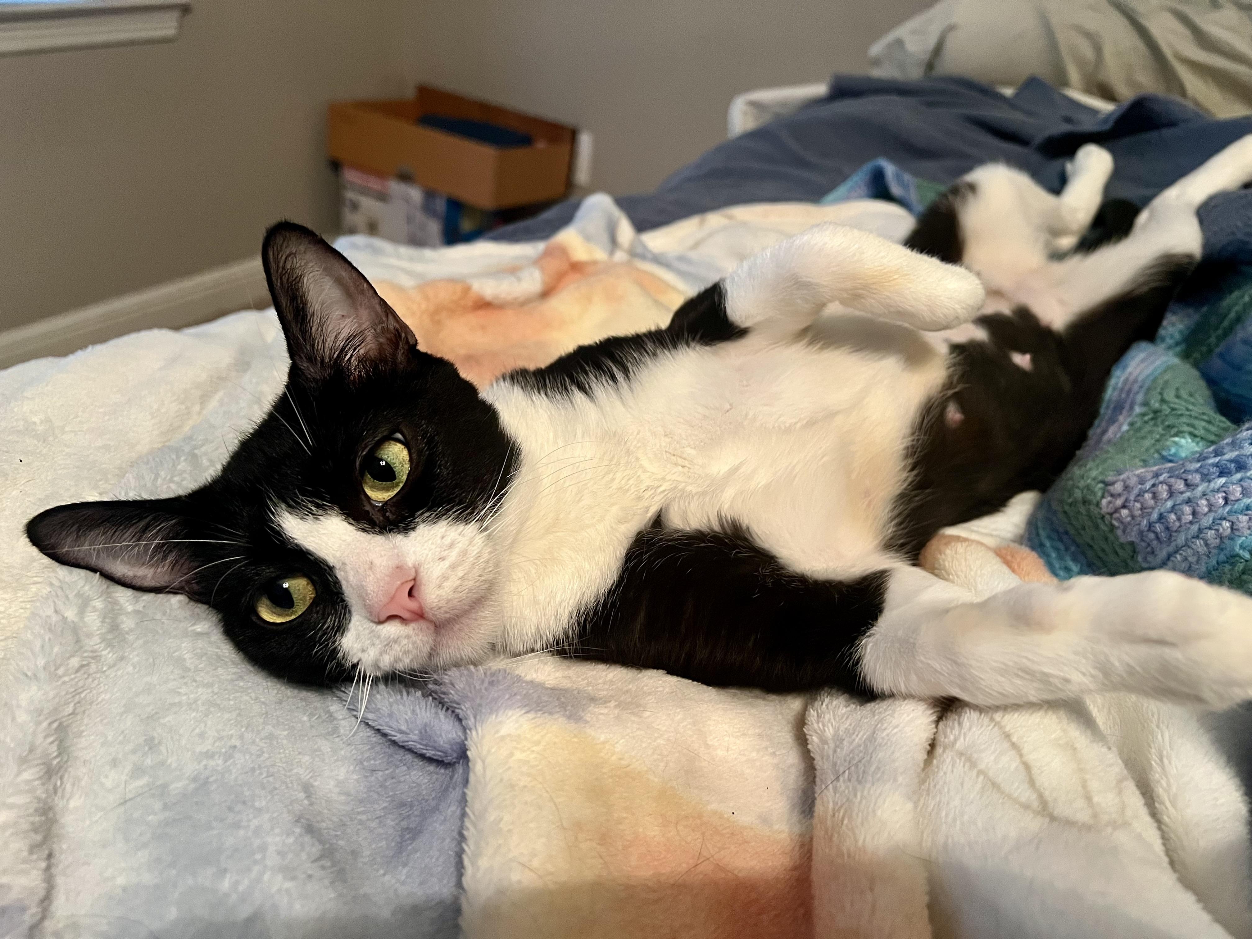 Enlarge Clementine, a Adoptable American Shorthair in Kent, WA image 4/6