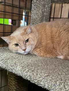 Simon, Adoptable, Senior Male Domestic Short Hair & Siberian.