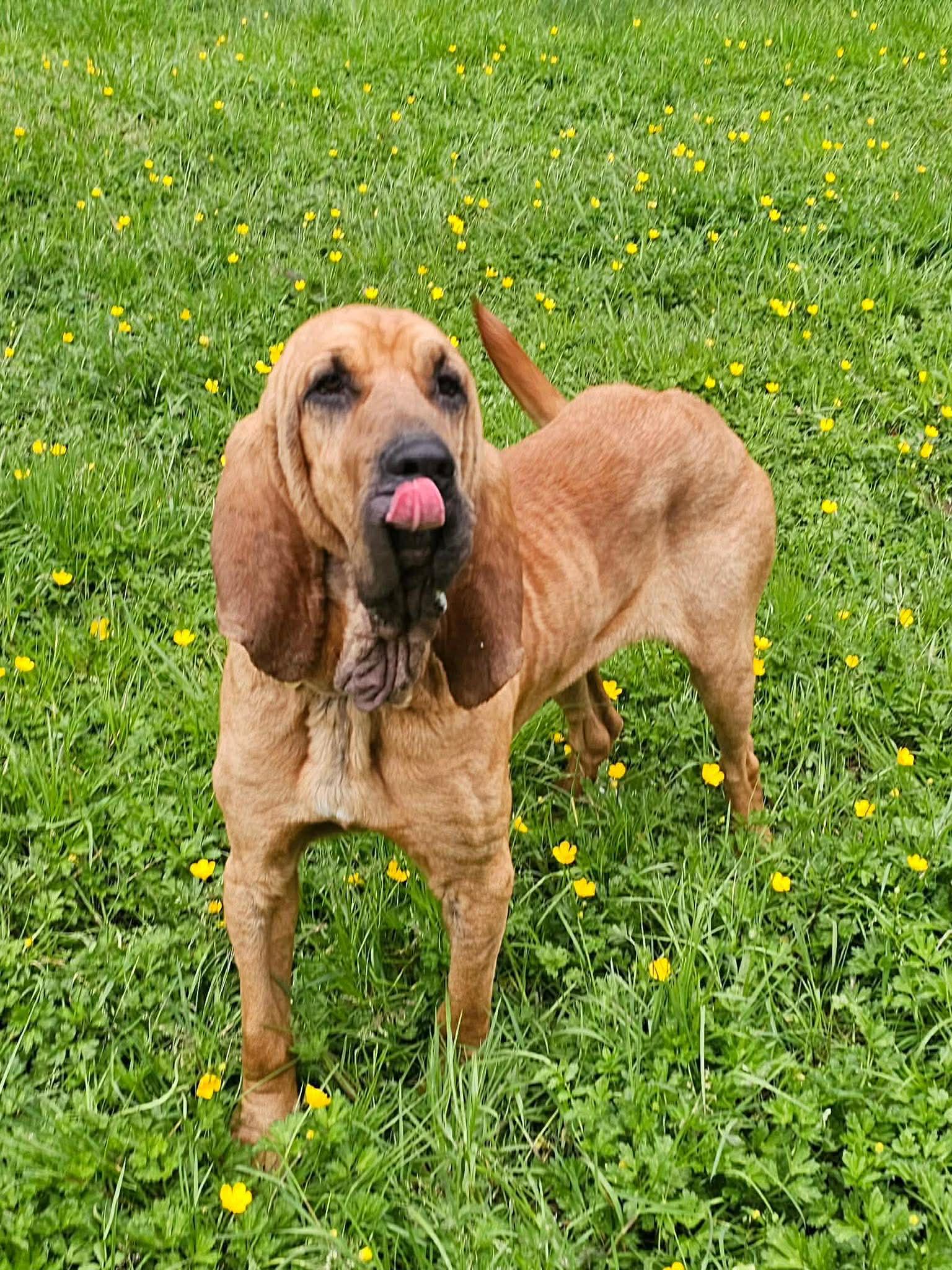 Enlarge Titus, a ADOPTABLE Bloodhound in Battle Ground, WA image 3/4