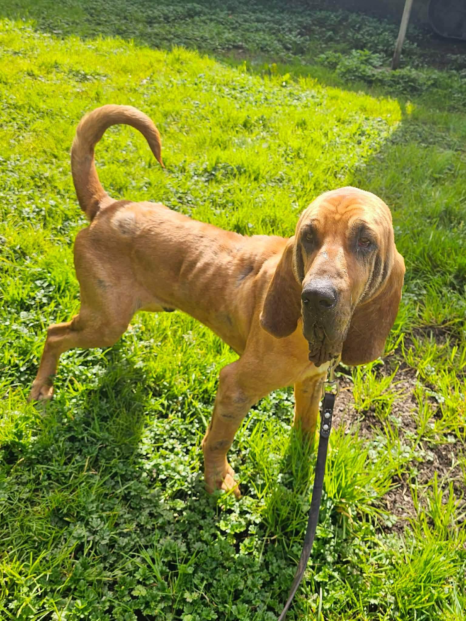 Enlarge Titus, a ADOPTABLE Bloodhound in Battle Ground, WA image 4/4