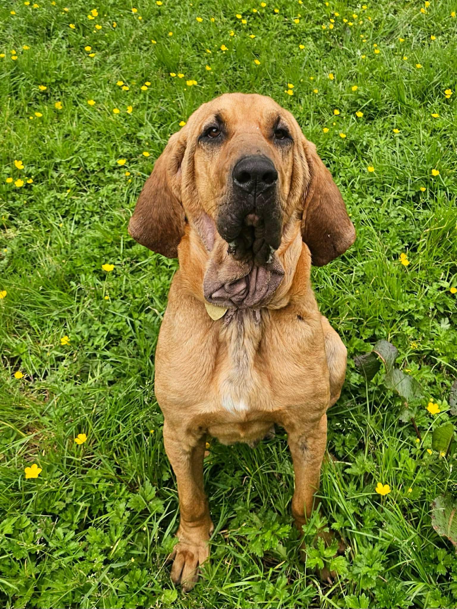 Enlarge Titus, a ADOPTABLE Bloodhound in Battle Ground, WA image 1/4