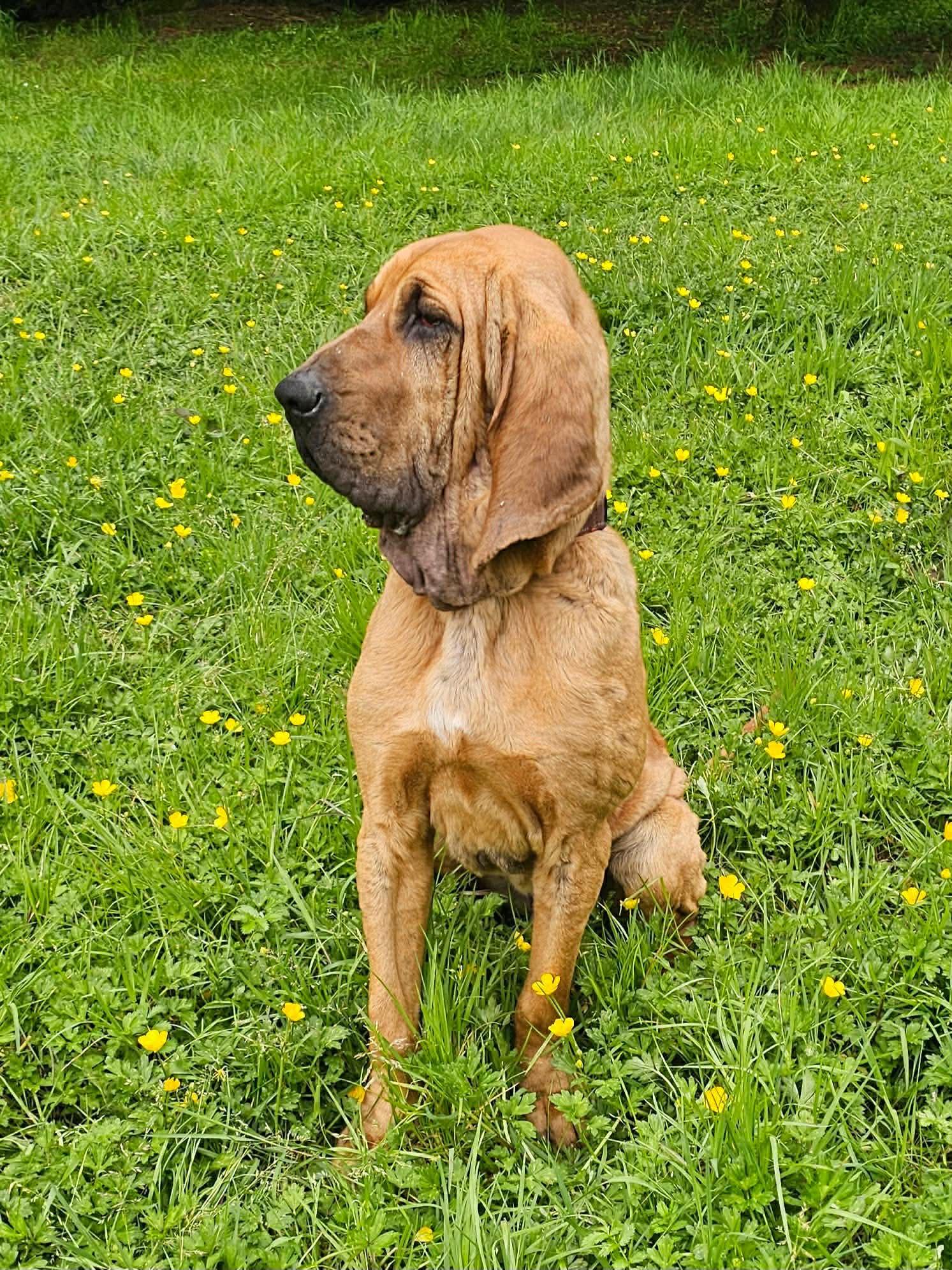 Enlarge Titus, a ADOPTABLE Bloodhound in Battle Ground, WA image 2/4