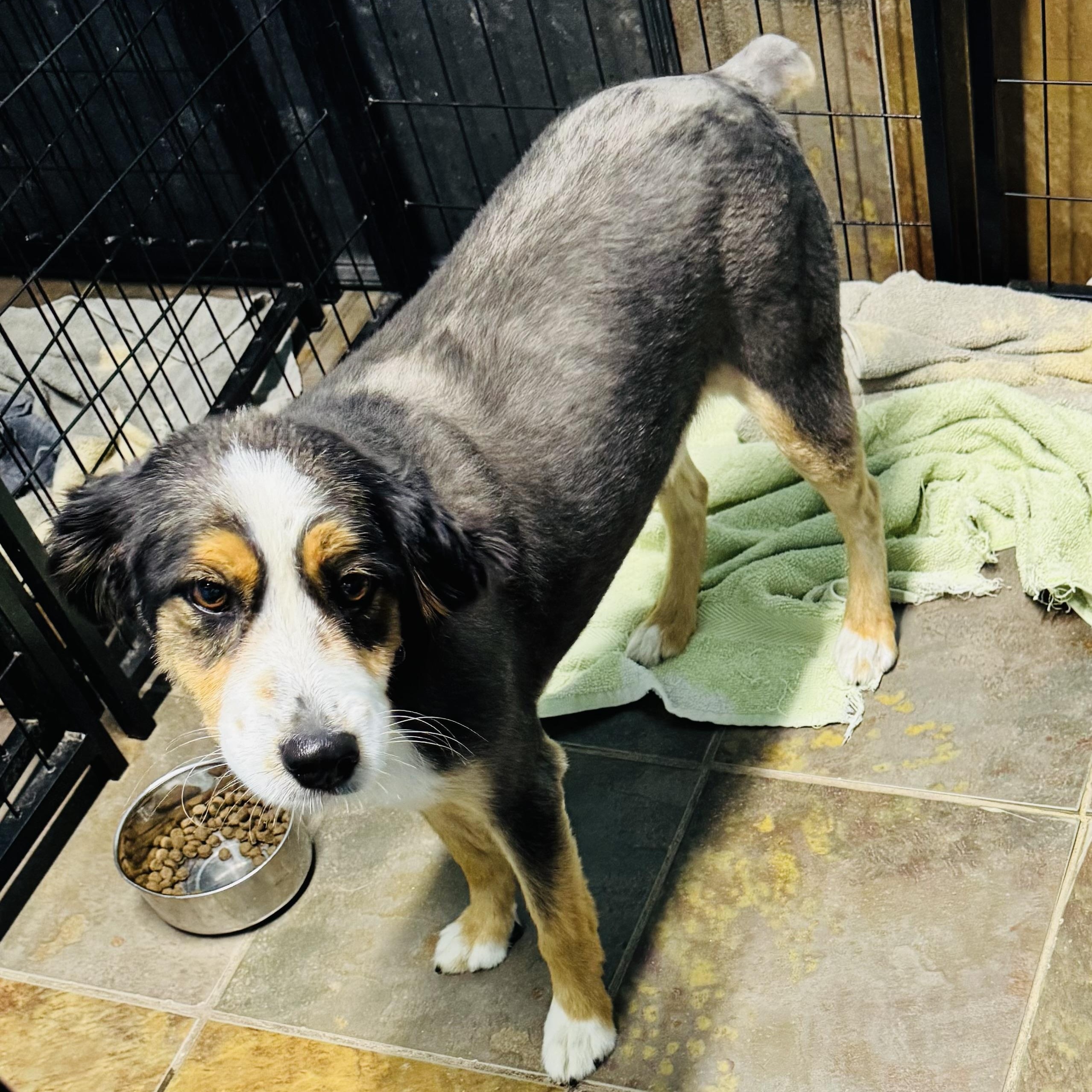 Enlarge Ace, an adoption pending Australian Shepherd in Louisburg, KS image 2/3