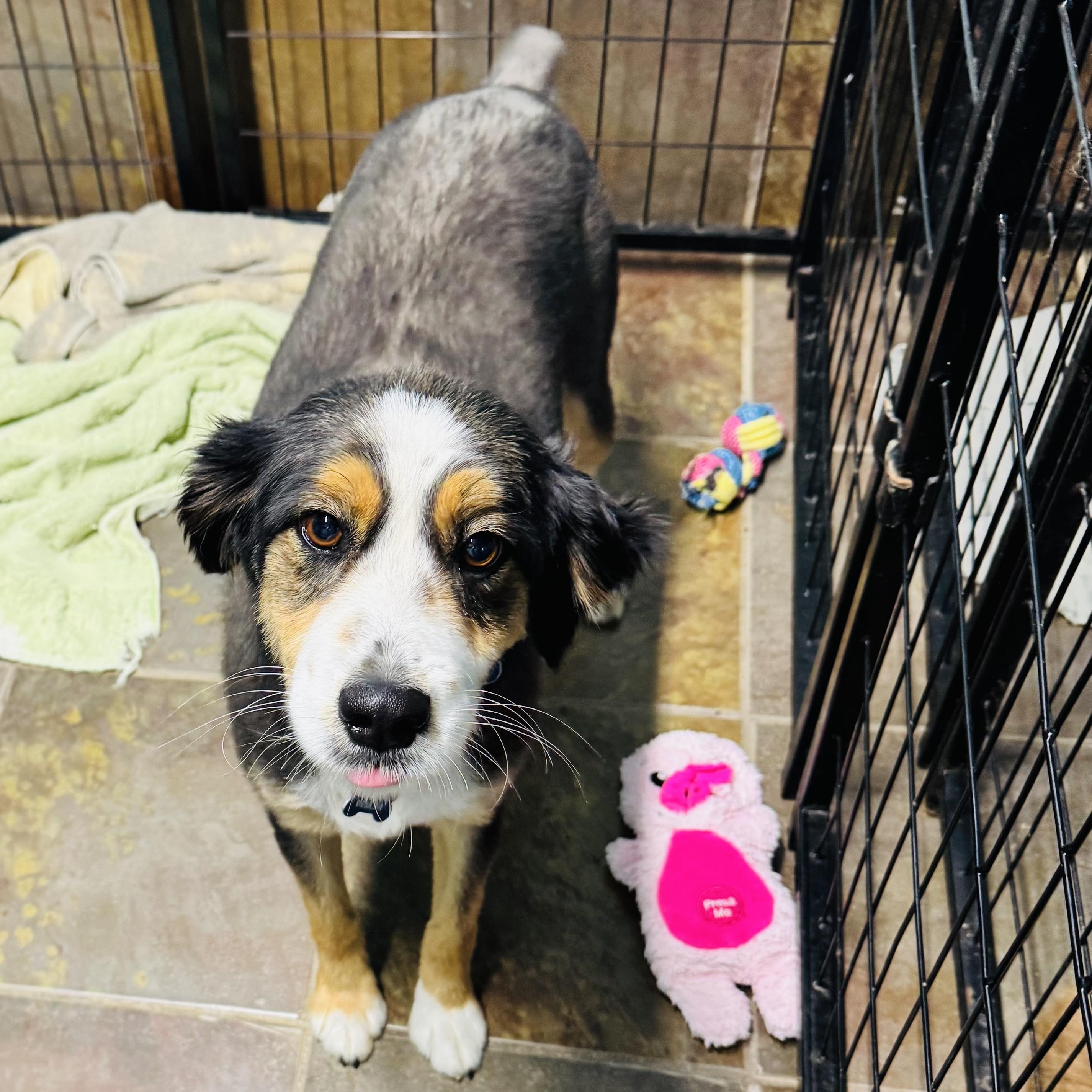 Enlarge Ace, an adoption pending Australian Shepherd in Louisburg, KS image 1/3