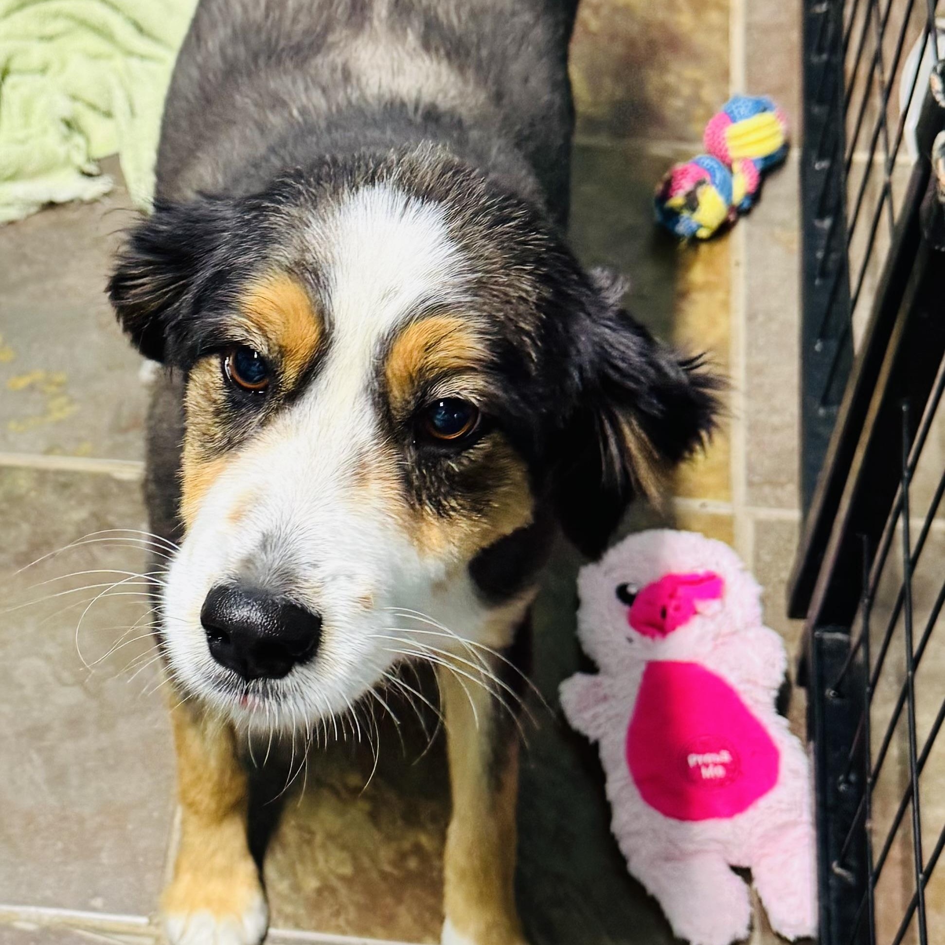 Enlarge Ace, an adoption pending Australian Shepherd in Louisburg, KS image 3/3