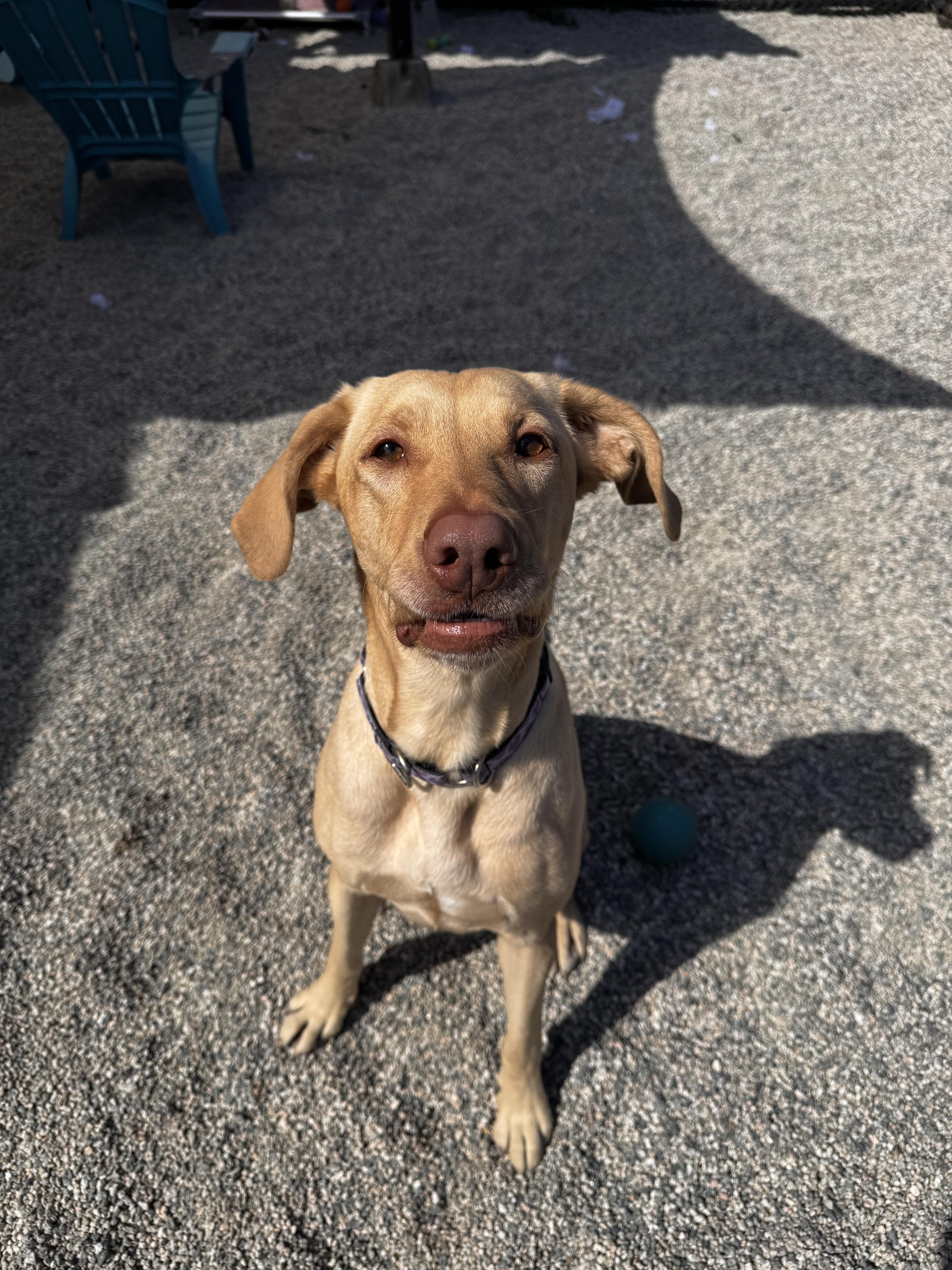 Maple, ADOPTABLE, Adult Female Yellow Labrador Retriever.