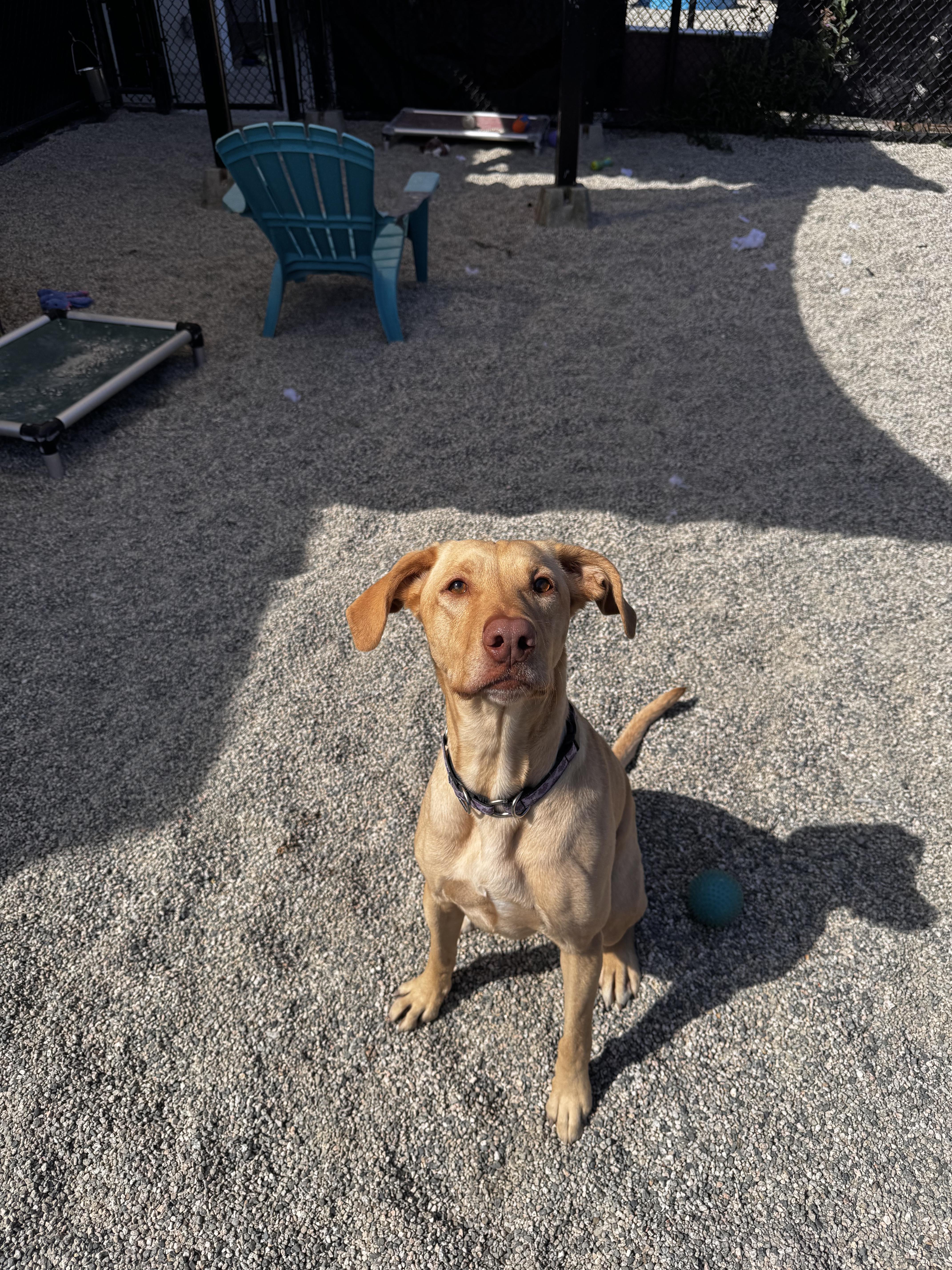 Maple, a ADOPTABLE mixed breed in New Westminster, BC image 2/2
