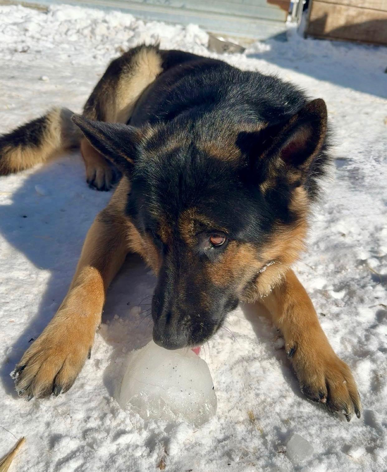 Enlarge Koda, a Adoptable German Shepherd Dog in Chesterfield, MO image 3/6
