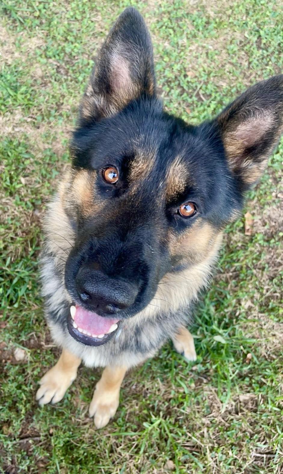 Enlarge Koda, a Adoptable German Shepherd Dog in Chesterfield, MO image 2/6