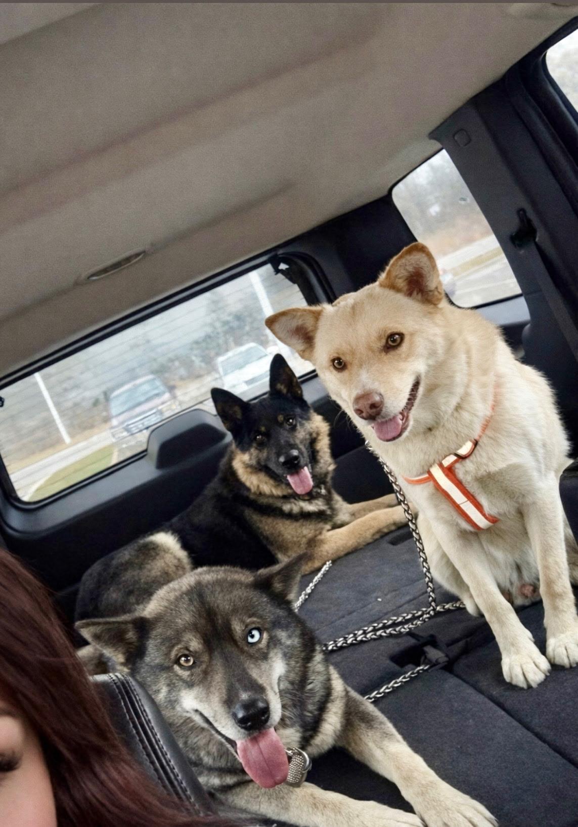 Enlarge Koda, a Adoptable German Shepherd Dog in Chesterfield, MO image 5/6